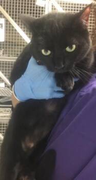 KEKE -  Domestic Short Hair Cat for Adoption in Conroe, Texas - KEKE | PetCurious