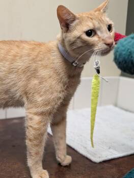 Sherlock -  Domestic Short Hair Cat for Adoption in Salinas, California - Sherlock | PetCurious