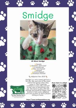 Smidge -  Domestic Short Hair Cat for Adoption in Pittsboro, North Carolina - Smidge | PetCurious