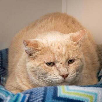 Santana -  Domestic Short Hair Cat for Adoption in Indiana, Pennsylvania - Santana | PetCurious