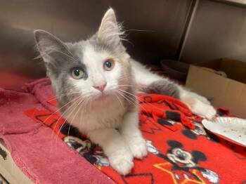MARY KAY -  Domestic Medium Hair Cat for Adoption in Fort Wayne, Indiana - MARY KAY | PetCurious