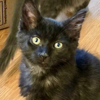 Rainier -  Domestic Medium Hair Cat for Adoption in Irvine, California - Rainier | PetCurious