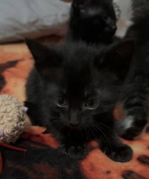 Poo #5 (Onyx) -  Domestic Short Hair Cat Available for Adoption in Fremont, Nebraska - Poo #5 (Onyx) | PetCurious
