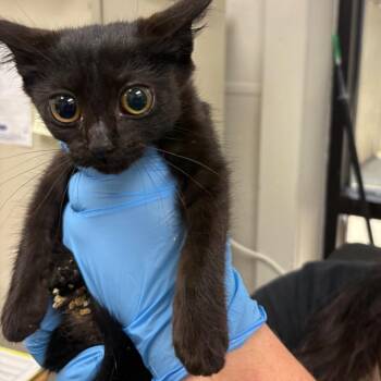 Callista -  Domestic Short Hair Cat for Adoption in Columbiana, Alabama - Callista | PetCurious
