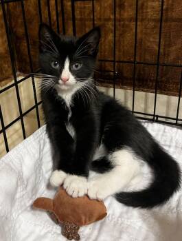 Domestic Short Hair Cats Available for Adoption - Felix | PetCurious