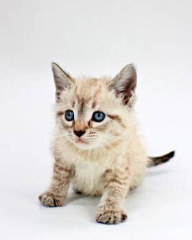 Iris -  Domestic Short Hair Cat for Adoption in Morton Grove, Illinois - Iris | PetCurious
