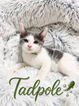 Tadpole -  Domestic Short Hair Cat for Adoption in Newport, Kentucky - Tadpole | PetCurious