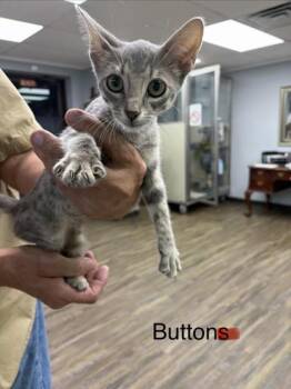 BUTTONS -  Domestic Short Hair Cat for Adoption in Conway, Arkansas - BUTTONS | PetCurious