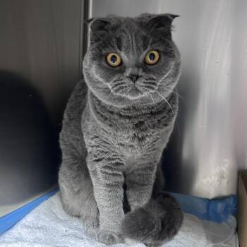 Darya -  Scottish Fold Cat for Adoption in Neffsville, Pennsylvania - Darya | PetCurious