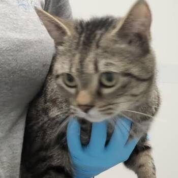 Domestic Short Hair Cats Available for Adoption in Concord, North Carolina - Camilla | PetCurious