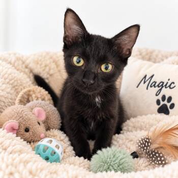 Magic -  Domestic Short Hair Cat for Adoption in Chandler, Arizona - Magic | PetCurious