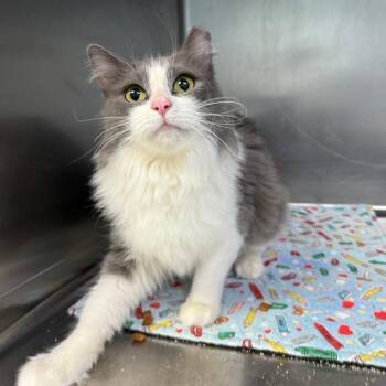 Scarlett -  Domestic Medium Hair Cat for Adoption in Casa Grande, Arizona - Scarlett | PetCurious