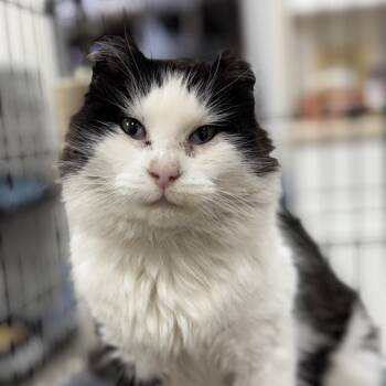 Domestic Short Hair Cats Available for Adoption - Hope | PetCurious
