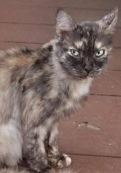 Pompeii -  Domestic Long Hair Cat for Adoption in Olean, New York - Pompeii | PetCurious