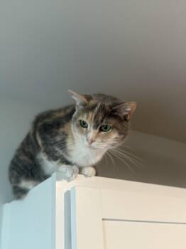 Rescue Domestic Short Hair Cats for Adoption in Little River, South Carolina - Millie&Gypsy | PetCurious