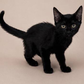 Mango -  Domestic Short Hair Cat for Adoption in Oviedo, Florida - Mango | PetCurious