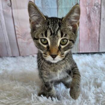 Rebekah -  Tabby and Domestic Short Hair Cat for Adoption in Greensburg, Pennsylvania - Rebekah | PetCurious
