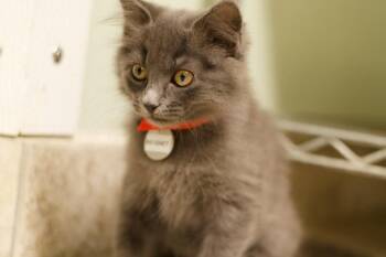 Beignet -  Domestic Medium Hair Cat for Adoption in Hot Springs, Arkansas - Beignet | PetCurious
