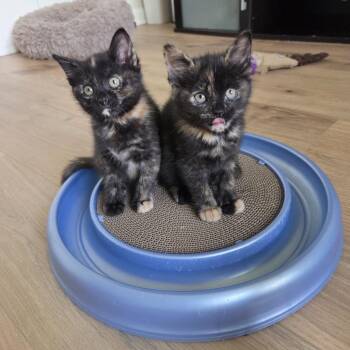 Domestic Short Hair Cats Available for Adoption in Cumming, Georgia - Fawn | PetCurious