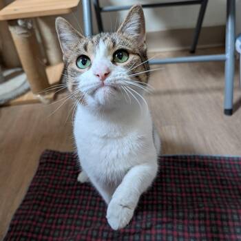 Gabby -  Domestic Short Hair Cat for Adoption in Manistique, Michigan - Gabby | PetCurious