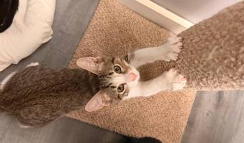 Electric Lime -  Domestic Short Hair Cat for Adoption in Hudson, New Hampshire - Electric Lime | PetCurious
