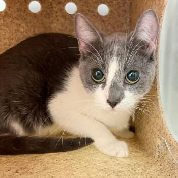 Domestic Short Hair Cats Available for Adoption in Philadelphia, Pennsylvania - Oodles | PetCurious