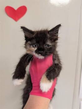 SUNBEAM -  Domestic Short Hair Cat for Adoption in Ontario, California - SUNBEAM | PetCurious