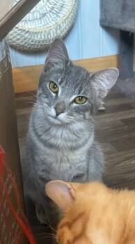 Earnest -  British Shorthair Cat for Adoption in New Blaine, Arkansas - Earnest | PetCurious