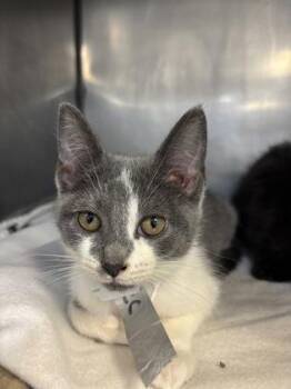 Rescue Domestic Short Hair Cats for Adoption in Lafayette, Indiana - Bacon | PetCurious