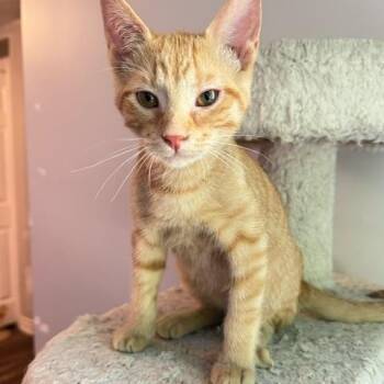 Elmo -  Domestic Short Hair Cat for Adoption in Hudsonville, Michigan - Elmo | PetCurious