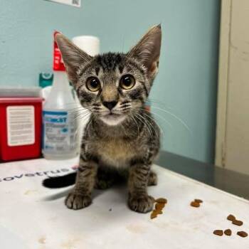 Cleopatra -  Domestic Short Hair Cat for Adoption in Edwardsville, Illinois - Cleopatra | PetCurious