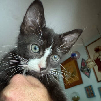 Rescue American Shorthair Cats for Adoption in Escondido, California - Harley | PetCurious