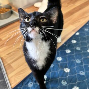 ALBERT WHISKERS - -  Domestic Short Hair Cat for Adoption in Plano, Texas - ALBERT WHISKERS - | PetCurious