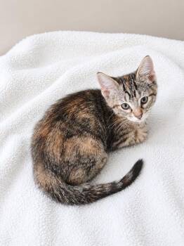 Gold Cone -  Tabby Cat for Adoption in Homer Glen, Illinois - Gold Cone | PetCurious