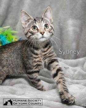 Sydney -  Domestic Short Hair Cat for Adoption in Fort Mill, South Carolina - Sydney | PetCurious
