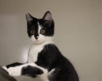 Rescue Domestic Short Hair Cats for Adoption in Rockford, Illinois - Harper & Cricket | PetCurious