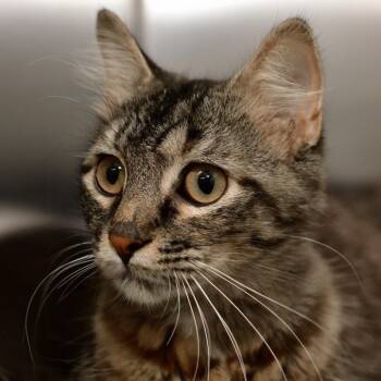 Wanda -  Domestic Medium Hair Cat for Adoption in Ottawa, Kansas - Wanda | PetCurious