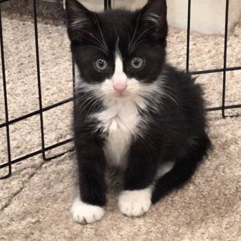 Ripple -  Domestic Short Hair and Tuxedo Cat for Adoption in Mastic, New York - Ripple | PetCurious