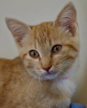 Anarchy -  Domestic Short Hair Cat for Adoption in Buena Vista, Colorado - Anarchy | PetCurious