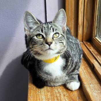 Ankha-Fee Waived -  Domestic Short Hair Cat for Adoption in Brimfield, Massachusetts - Ankha-Fee Waived | PetCurious