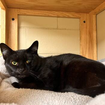 Zorro -  Domestic Short Hair Cat for Adoption in Myerstown, Pennsylvania - Zorro | PetCurious