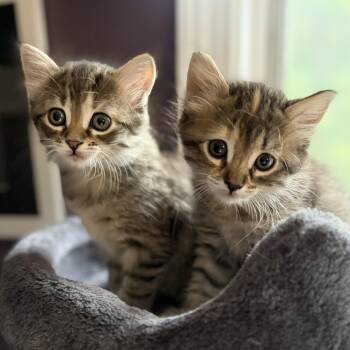 Maisie & Daisy -  Domestic Short Hair Cat for Adoption in Huntington, Massachusetts - Maisie & Daisy | PetCurious