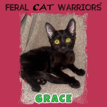 Grace -  Domestic Short Hair Cat for Adoption in Kingman, Arizona - Grace | PetCurious