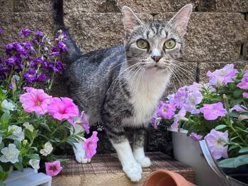 Magnolia -  Domestic Short Hair Cat Available for Adoption in Effingham, Illinois - Magnolia | PetCurious