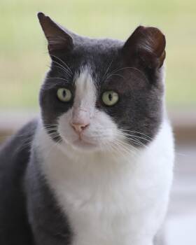 Rescue Domestic Short Hair Cats for Adoption in North Fort Myers, Florida - Leo | PetCurious