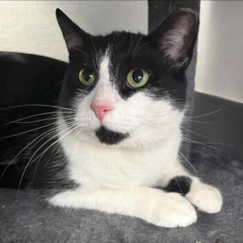 Domestic Short Hair Cats Available for Adoption - Mama Banjo | PetCurious