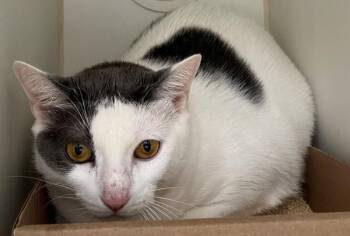 Snow White -  Domestic Short Hair Cat Available for Adoption - Snow White | PetCurious