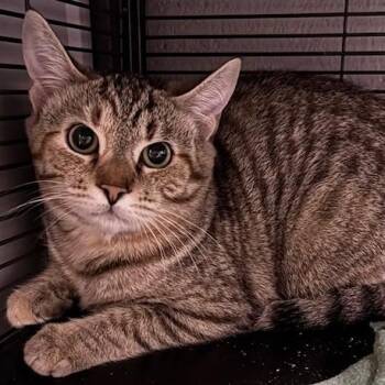 Domestic Short Hair Cats Available for Adoption - Capellini | PetCurious
