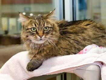 Domestic Short Hair Cats Available for Adoption in Longmont, Colorado - Aspen | PetCurious
