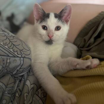 Elowen -  Domestic Short Hair Cat for Adoption in Woodbury, New Jersey - Elowen | PetCurious
